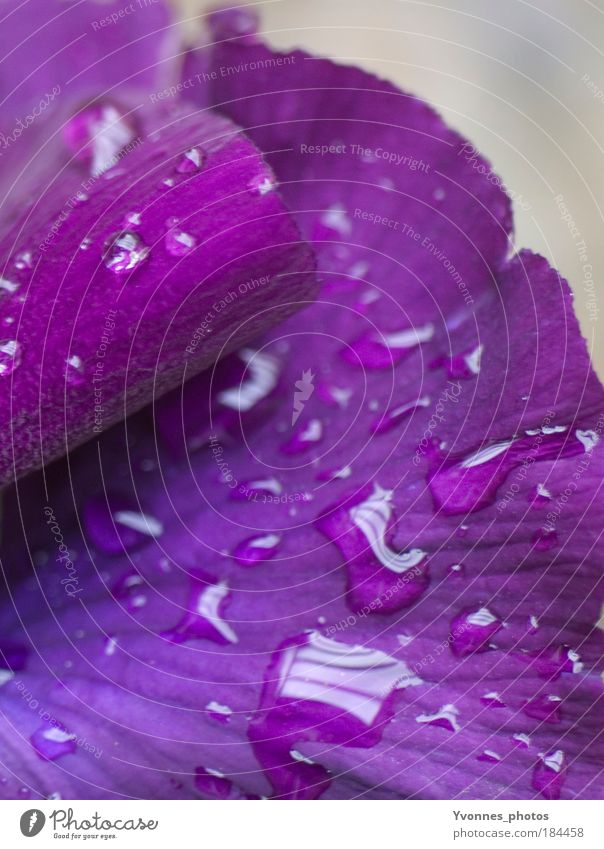 Lila Tränen Umwelt Natur Landschaft Wasser Wassertropfen Frühling Wetter schlechtes Wetter Regen Pflanze Blume Blüte nah nass violett rosa Farbfoto