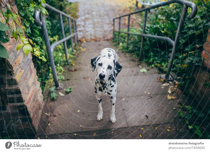 Ja und nun? Stadt Tier Haustier Hund beobachten Blick stehen warten Freundlichkeit schön natürlich niedlich Vertrauen loyal Sympathie Freundschaft Liebe