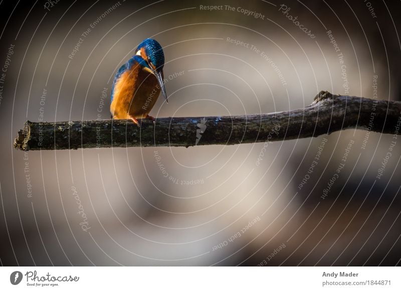 The Kingfisher ( Eisvogel ) Natur Wildtier Vogel 1 Tier glänzend schön blau orange small bird animal kingfisher wildlife colorful blue common green beak branch