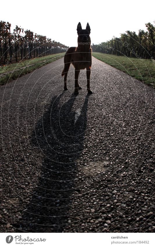 Symmetrie mit Hund Farbfoto Gedeckte Farben Außenaufnahme Gegenlicht Ganzkörperaufnahme Blick in die Kamera Blick nach vorn Natur Tier Haustier 1 stehen warten