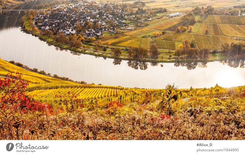 Herbstbunte Mosellandschaft und Winzerdorf Wolf Umwelt Natur Landschaft Urelemente Wasser Nutzpflanze Wein Weinberg Feld Flussufer Mosel (Weinbaugebiet)