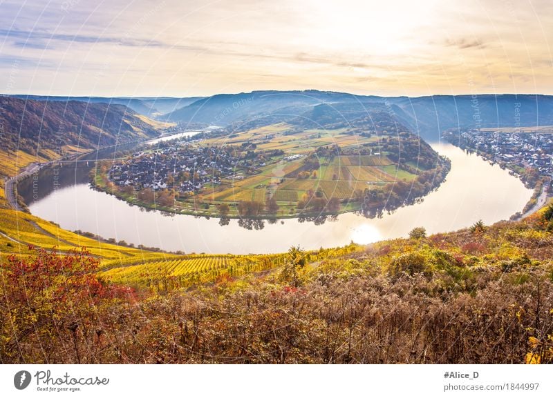 Moselschleife Herbstlandschaft Umwelt Natur Landschaft Urelemente Wasser Himmel Sonnenlicht Pflanze Feld Hügel Flussufer Weinberg Weinbau wolf Kröv