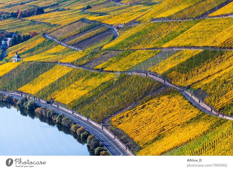 Herbst Mosel Weinreben Landschaft Ferien & Urlaub & Reisen Tourismus wandern Landwirtschaft Forstwirtschaft Industrie Natur Pflanze Weinberg Weinbau Hügel