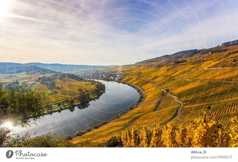 Mosel Weinlandschaft in Leuchtenden Herbstfarben Ferien & Urlaub & Reisen Umwelt Natur Landschaft Urelemente Sonnenlicht Nutzpflanze Weinberg Hügel Flussufer