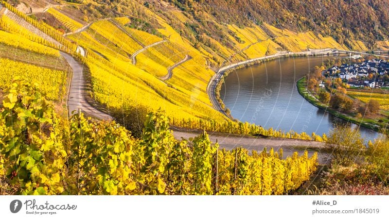 Goldener Mosel Weinlandschaft Umwelt Natur Landschaft Urelemente Sonnenlicht Herbst Weinberg Weinbau Hügel Flussufer Wolf Rheinland-Pfalz Europa Dorf Kleinstadt