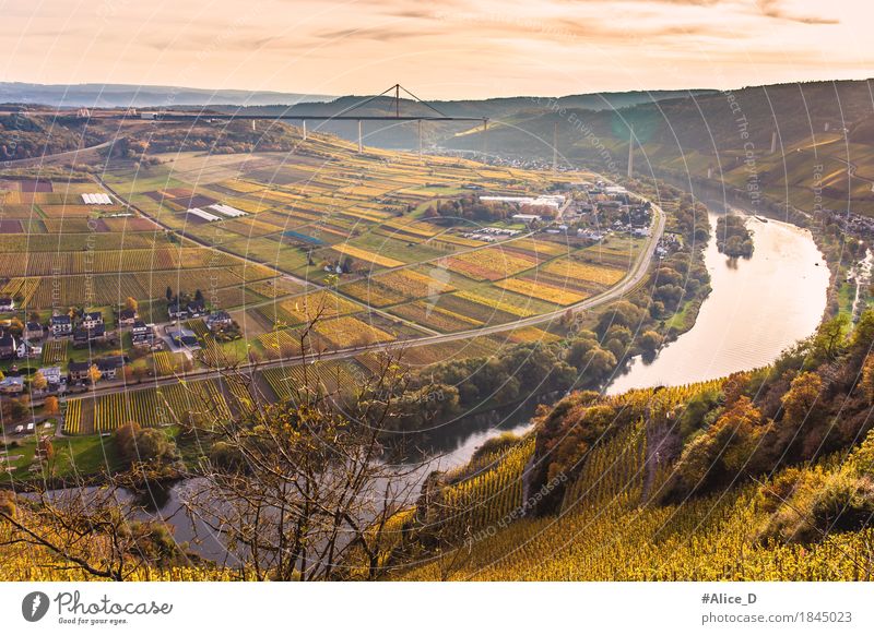 Herbst Mosellandschaft Umwelt Natur Landschaft Wasser Horizont Sonnenaufgang Sonnenuntergang Weinberg Wiese Feld Hügel Flussufer Herbstlandschaft Ürzig