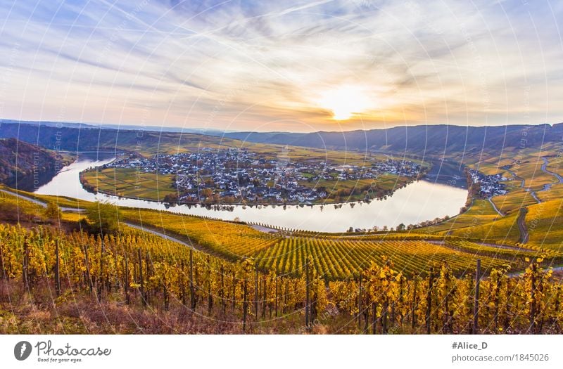 Herbst Mosel und Goldener Weinlandschaft Ferien & Urlaub & Reisen Tourismus Ausflug wandern Herbstfärbung Herbstlandschaft Natur Landschaft Wasser Himmel