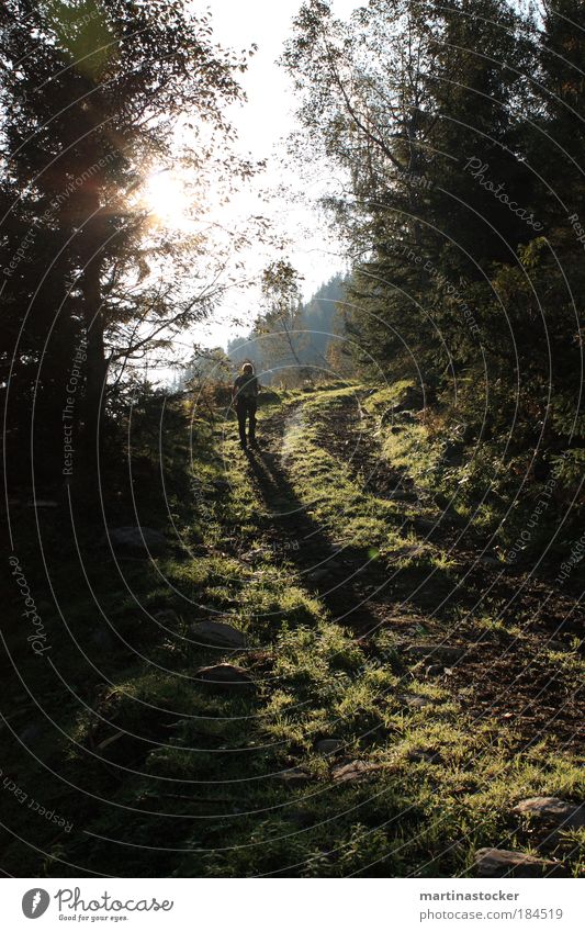 Der Sonne entgegen Farbfoto Außenaufnahme Tag Licht Schatten Sonnenlicht Sonnenstrahlen Gegenlicht Rückansicht Umwelt Natur Landschaft Pflanze Erde Luft Herbst