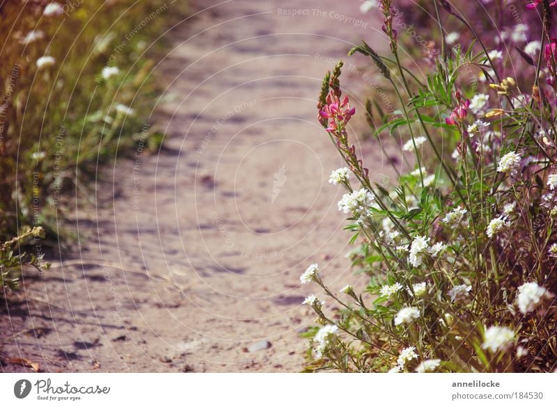 Sommerspaziergang Außenaufnahme Tag Freizeit & Hobby Ferien & Urlaub & Reisen Ausflug Ferne Freiheit Spaziergang Umwelt Natur Landschaft Pflanze Erde Sand Gras