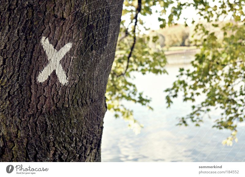 Erwählt Umwelt Natur Landschaft Pflanze Wasser Sonne Frühling Sommer Herbst Schönes Wetter Baum Ast Baumrinde Holz x wählen Exklusivität erwählt Entscheidung