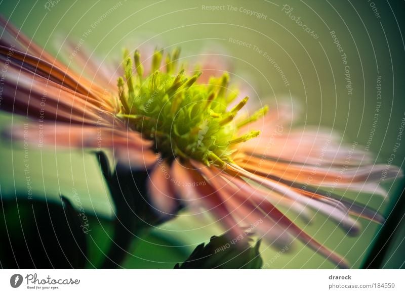 Träume I Farbfoto Gedeckte Farben Nahaufnahme Detailaufnahme Makroaufnahme Lomografie Starke Tiefenschärfe Natur Pflanze Frühling Schönes Wetter Blume Blüte