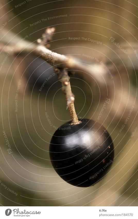 eine scharfe Beere Farbfoto Gedeckte Farben Außenaufnahme Nahaufnahme Detailaufnahme Makroaufnahme Menschenleer Textfreiraum oben Tag Umwelt Natur Landschaft