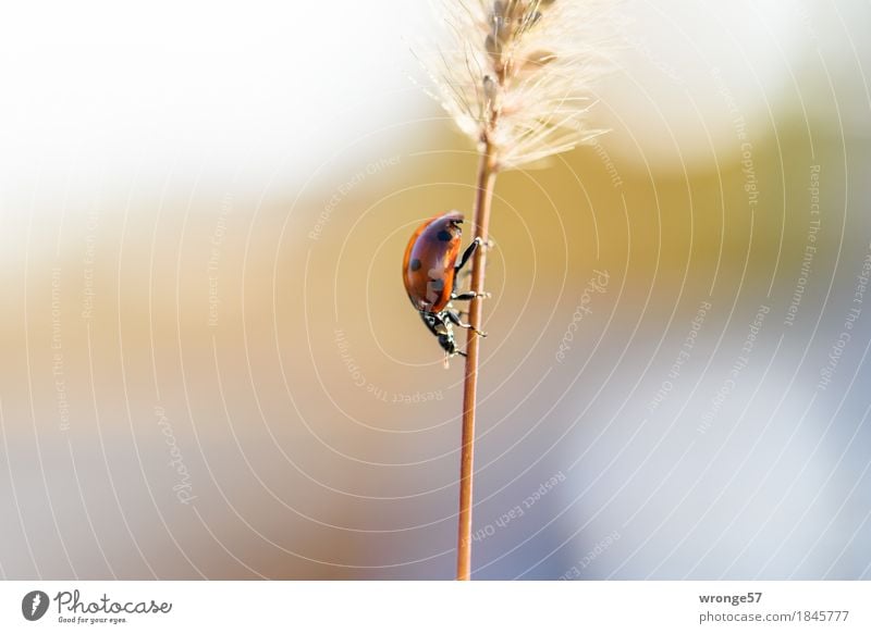 Abstieg Tier Herbst Pflanze Gras Nutztier Wildtier Käfer Marienkäfer 1 klein blau braun mehrfarbig grau rot schwarz krabbeln abwärts Halm Gegenlicht Tag