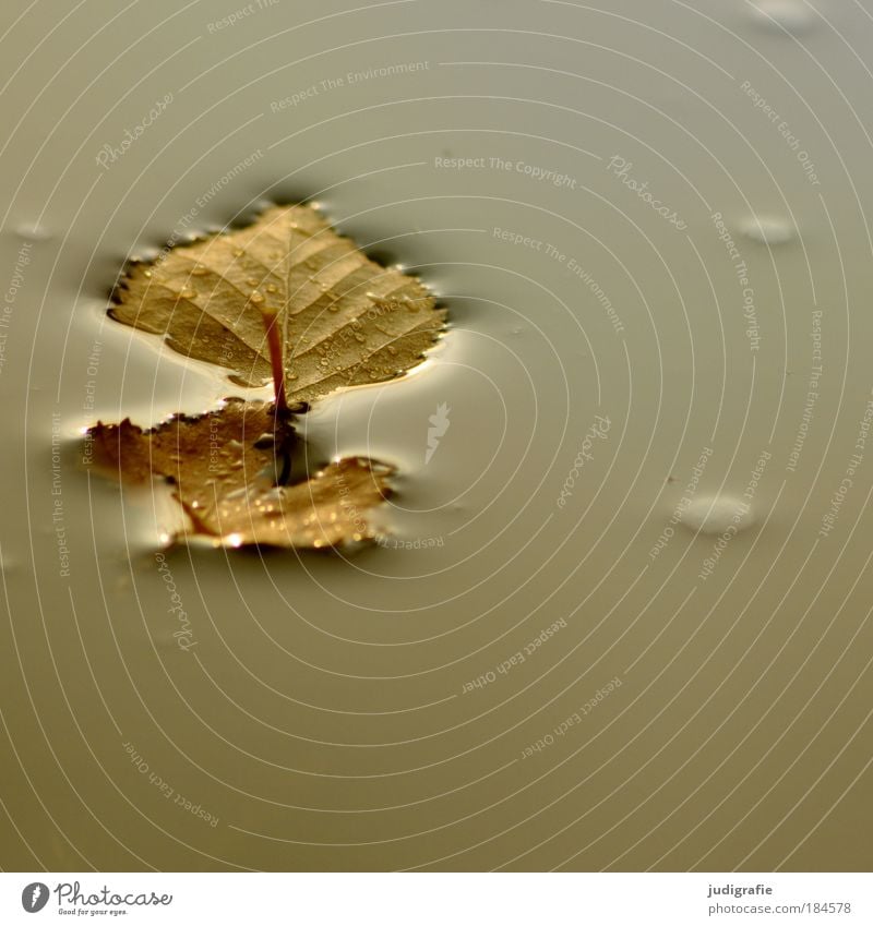 Herbst Farbfoto Außenaufnahme Tag Umwelt Natur Wasser Blatt nass trist Ende Leichtigkeit Vergänglichkeit Wandel & Veränderung Birkenblätter leicht ruhig Pfütze