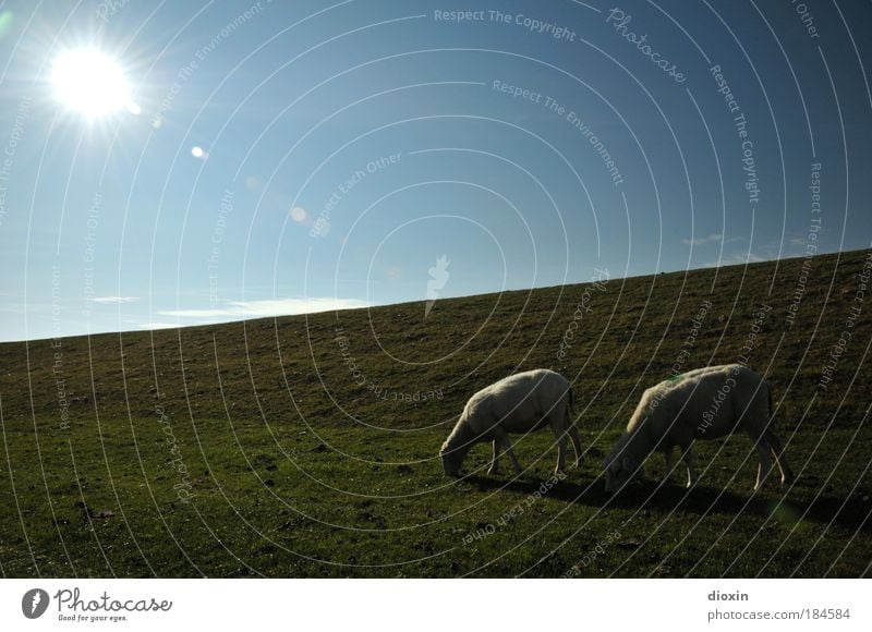 Der Deich lebt! Umwelt Natur Landschaft Pflanze Tier Himmel Wolkenloser Himmel Sonne Sonnenlicht Wetter Schönes Wetter Gras Wiese Küste Nordsee Haustier