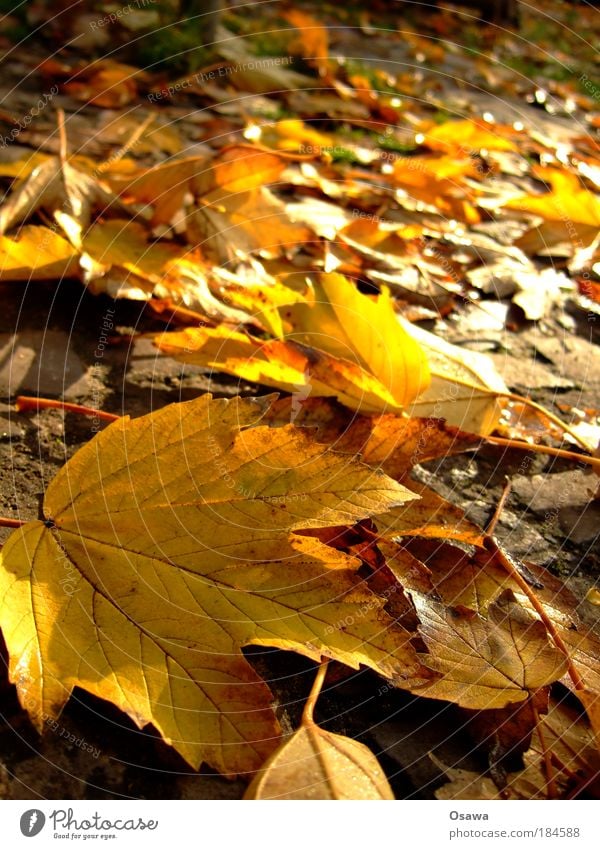 Herbstlaub Blatt Makroaufnahme Nahaufnahme Schwache Tiefenschärfe gelb orange Indian Summer Sonne Oktober gold goldener Oktober Hochformat Außenaufnahme