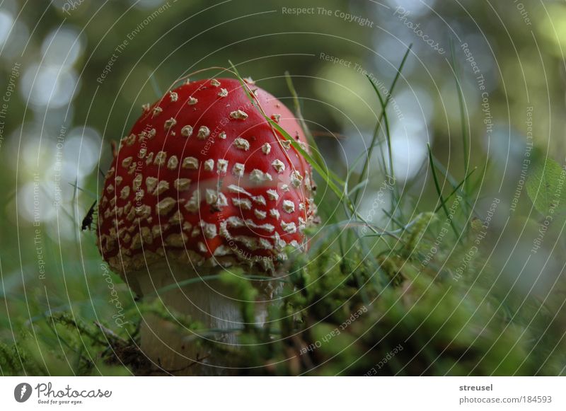 kleiner Fliegenpilz Umwelt Natur Pflanze Herbst Schönes Wetter Pilz Wiese stehen Wachstum frisch niedlich rund schön grün rot ästhetisch Farbe Glück