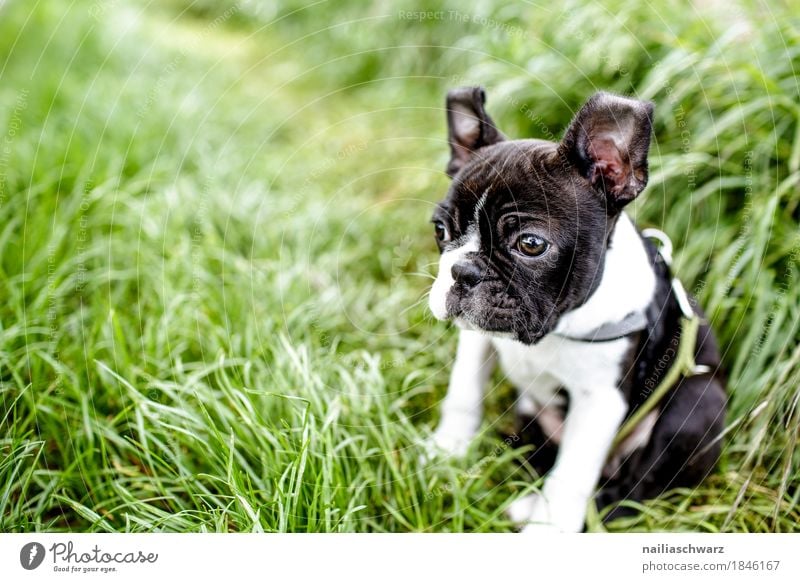 Boston Terrier Welpe Sommer Umwelt Natur Frühling Schönes Wetter Gras Garten Park Wiese Feld Tier Haustier Hund französische bulldogge 1 Tierjunges beobachten