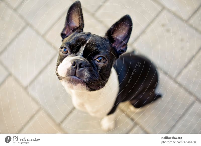 Boston Terrier Freude Haustier Hund Welpe französische Bulldogge 1 Tier Stein beobachten Blick sitzen elegant frech Freundlichkeit Fröhlichkeit listig lustig