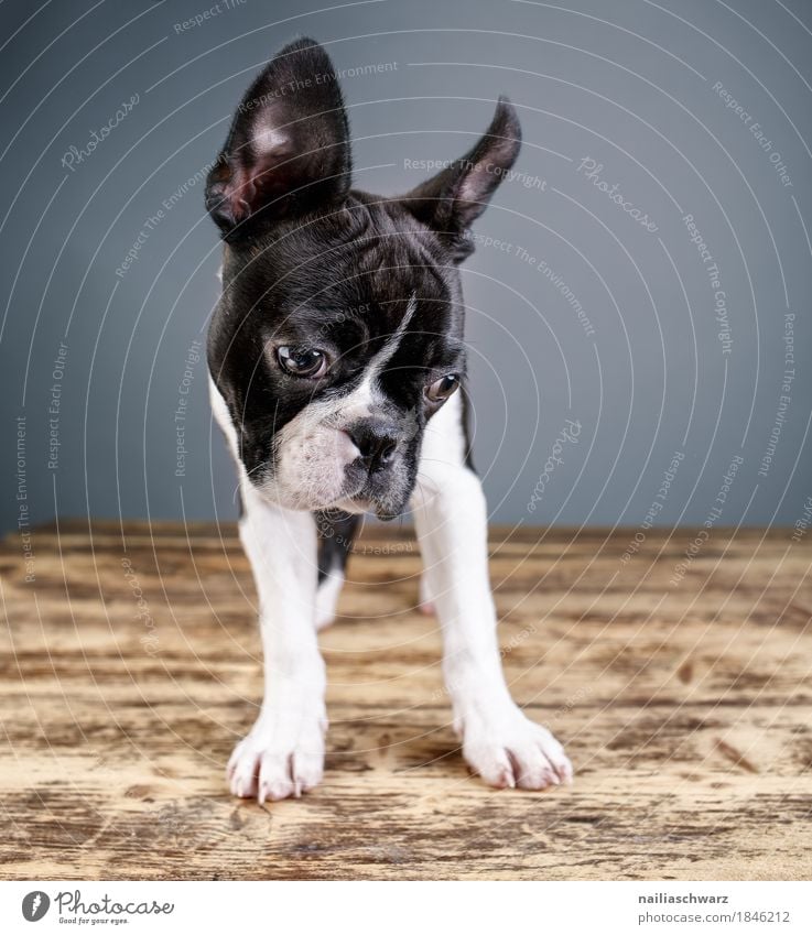 Boston Terrier Studio Portrait Stil Freude Tier Haustier Hund Tiergesicht Welpe boston terrier französische Bulldogge 1 Tierjunges Holz beobachten entdecken