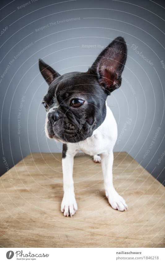 Boston Terrier Studio Portrait Stil Freude Tier Haustier Hund Tiergesicht französische Bulldogge Welpe 1 beobachten Blick stehen warten natürlich Neugier