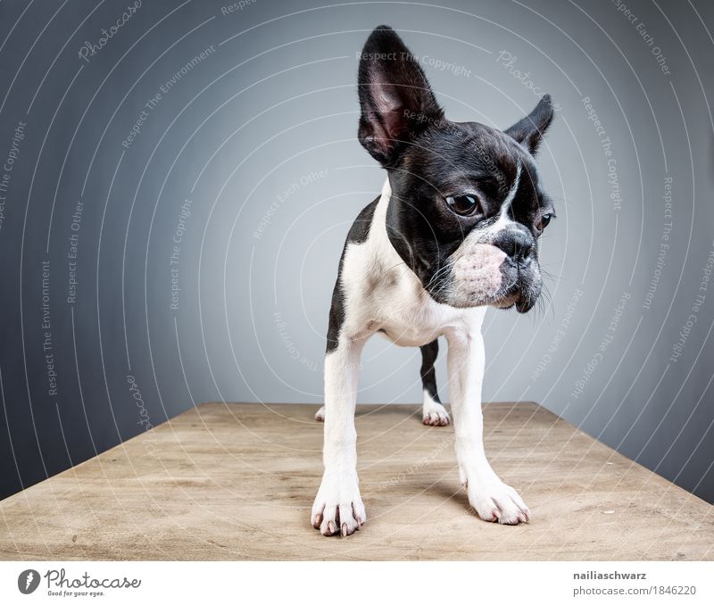 Boston Terrier Studio Portrait Stil Freude Tier Haustier Hund 1 Tisch Holztisch beobachten Blick stehen träumen Traurigkeit Freundlichkeit klein lustig