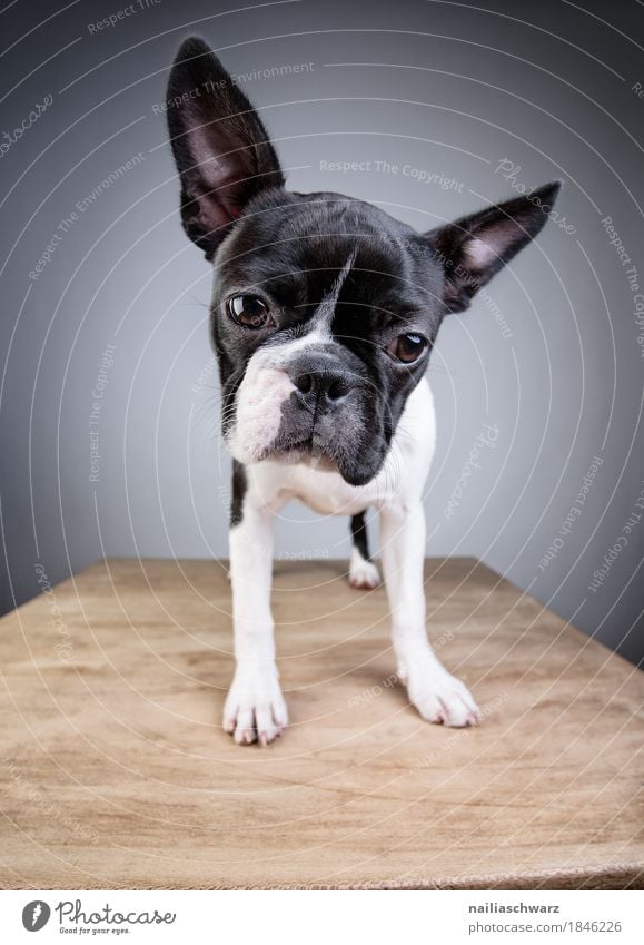 Boston Terrier Studio Portrait Stil Freude Tier Haustier Hund Welpe boston terrier Holztisch beobachten entdecken Blick stehen elegant frech Freundlichkeit