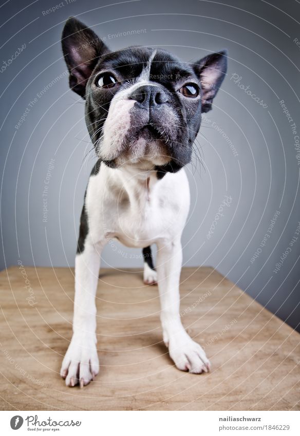 Boston Terrier Studio Portrait Stil Freude Tier Haustier Hund 1 Tisch Holz beobachten Blick stehen frech Freundlichkeit Fröhlichkeit natürlich Neugier niedlich