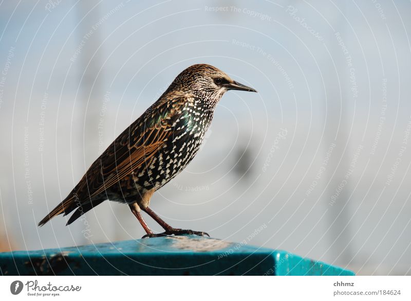 Ringo Farbfoto Gedeckte Farben Außenaufnahme Textfreiraum rechts Schwache Tiefenschärfe Zentralperspektive Tier Vogel Star 1 ästhetisch elegant schön eitel