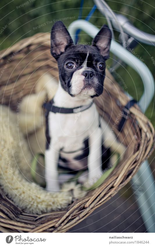 Boston Terrier macht Ausflug Fahrrad Tier Haustier Hund Tiergesicht Welpe französische Bulldogge 1 Tierjunges beobachten Blick sitzen warten frech