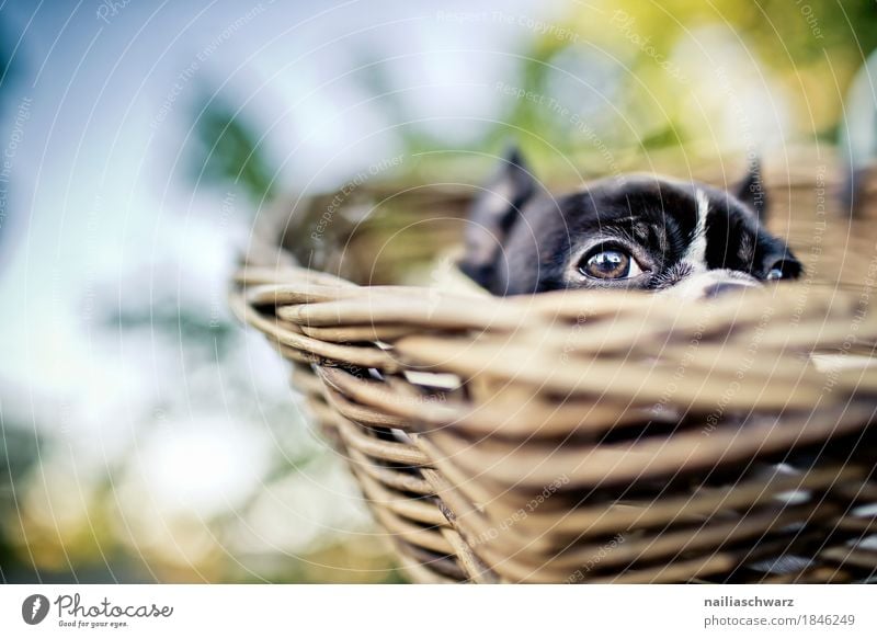 Boston Terrier Welpe Natur Schönes Wetter Pflanze Fahrrad Tier Haustier Hund Tiergesicht Tierjunges Korb Fahrradkorb beobachten entdecken Erholung fahren