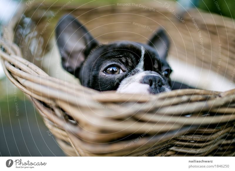 Boston Terrier Tier Haustier Hund Tiergesicht Fahrradkorb Korb beobachten Erholung liegen träumen Fröhlichkeit Glück klein lustig natürlich Neugier niedlich