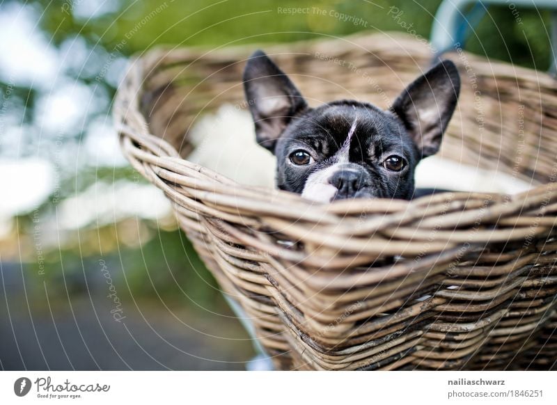 Boston Terrier, Ausflug. Ferien & Urlaub & Reisen Fahrradtour Sommer Fahrradfahren Tier Hund 1 Korb Fahrradkorb entdecken Blick Freundlichkeit Fröhlichkeit