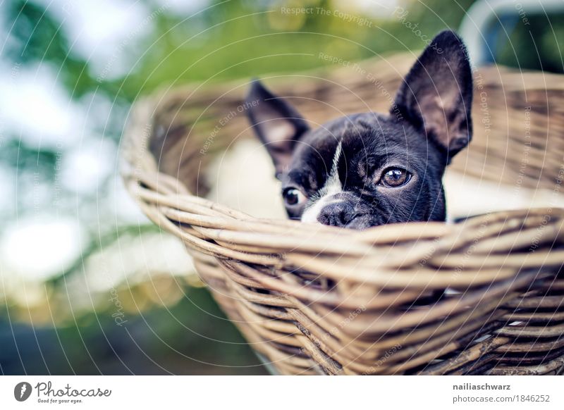 Boston Terrier Welpe macht Ausflug Fahrrad Tier Haustier Hund französische Bulldogge 1 Korb Holz beobachten Erholung Blick warten Freundlichkeit Fröhlichkeit