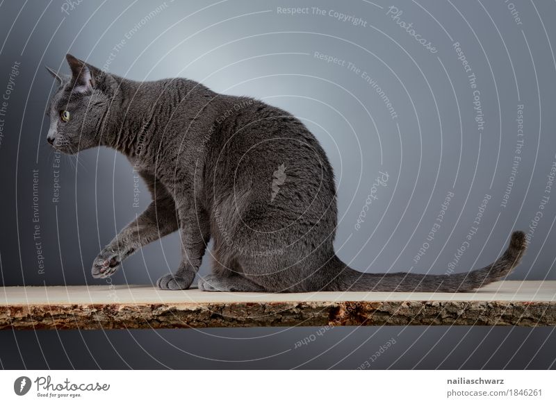 Russisch Blau Katze elegant Tier Haustier 1 ästhetisch russian blue cat silver grey housecat purebred slender portrait looking whole body Werkstatt Farbfoto