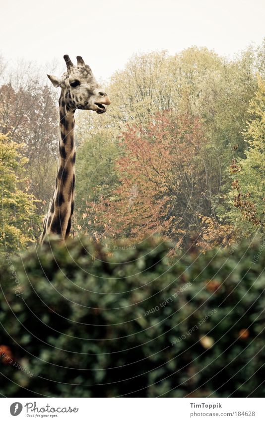 Gemeine Hessische Buschgiraffe Außenaufnahme Umwelt Natur Landschaft Pflanze Tier Herbst Park Wald Zoo Zoologie Blatt Sträucher Wildtier Tiergesicht Fell