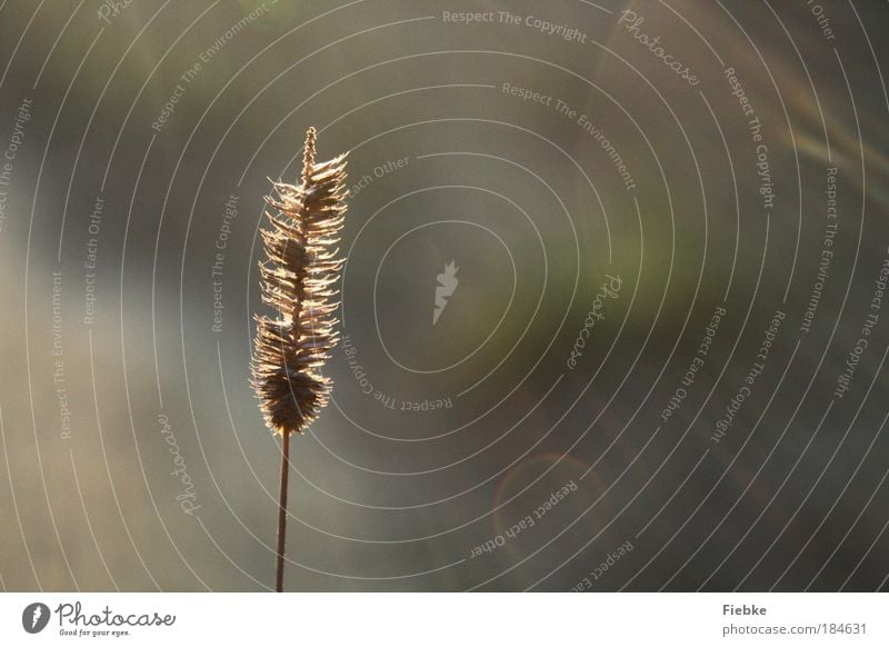 einsam Farbfoto Außenaufnahme Detailaufnahme Textfreiraum rechts Tag Licht Reflexion & Spiegelung Sonnenlicht Sonnenstrahlen Gegenlicht Unschärfe Umwelt Natur