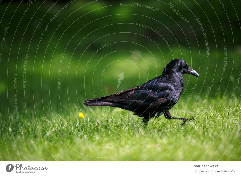 Rabe beim Spazieren Sommer Natur Frühling Schönes Wetter Gras Garten Park Wiese Tier Wildtier Vogel Rabenvögel 1 beobachten genießen laufen Blick springen frech