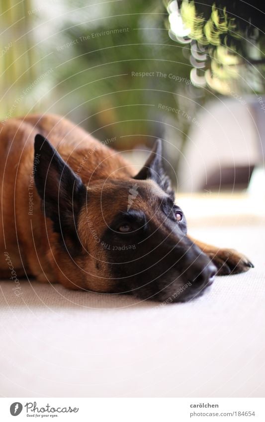 Altersteilzeit... Tier Haustier Hund 1 Erholung liegen Blick träumen Traurigkeit warten braun Hundeblick ausruhend Langeweile Treue Zufriedenheit Hundekopf