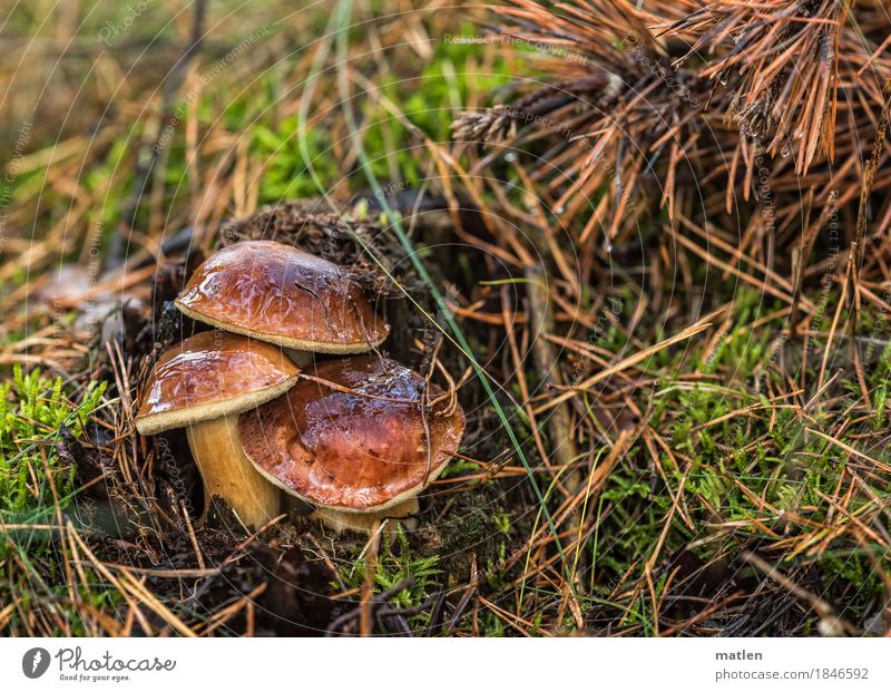 bitte nicht drängeln Natur Herbst Wald natürlich braun grün Pilz Moos Kiefernnadeln Maronen brechen 3 eng essbar Farbfoto Gedeckte Farben Außenaufnahme