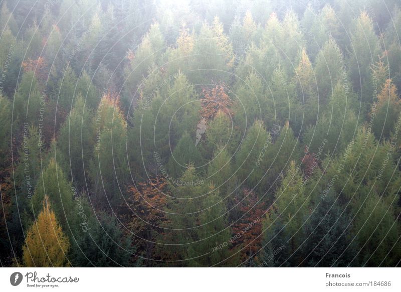 Mischwald1 Farbfoto Außenaufnahme Strukturen & Formen Menschenleer Tag Licht Sonnenlicht Gegenlicht Totale Natur Landschaft Herbst Baum Wald Berge u. Gebirge