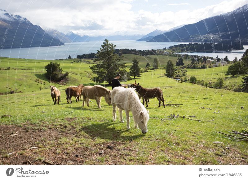 Pony Wellness Ferien & Urlaub & Reisen Abenteuer Ferne Freiheit Berge u. Gebirge Natur Feld Wald Hügel Felsen Alpen Seeufer Dorf Fischerdorf Tier Nutztier