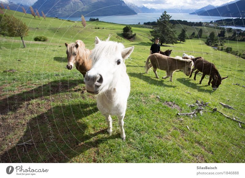 Pony Natur Gras Feld See Tier Nutztier Wildtier Ponys Tiergruppe Herde füttern ästhetisch Coolness elegant Neuseeland Pferd Pferdeschwanz niedlich Tiergesicht