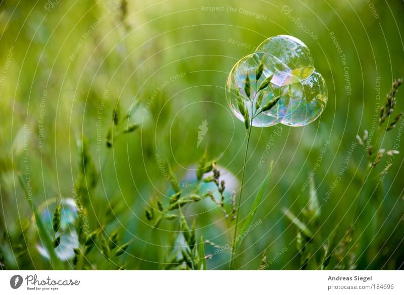 Blasenkuchen Farbfoto Außenaufnahme Nahaufnahme Detailaufnahme Tag Reflexion & Spiegelung Sonnenlicht Schwache Tiefenschärfe Lifestyle Freude Freizeit & Hobby