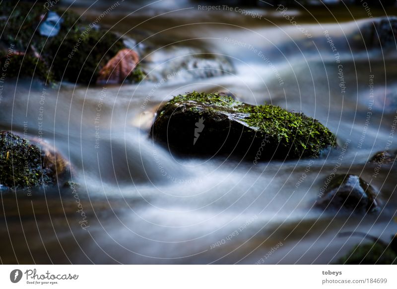 sanft Umwelt Natur Wasser Bach frisch fließen Moos Stein kalt Stromschnellen Wellen natürlich Trinkwasser Quelle Erfrischung Farbfoto Außenaufnahme Abend Licht