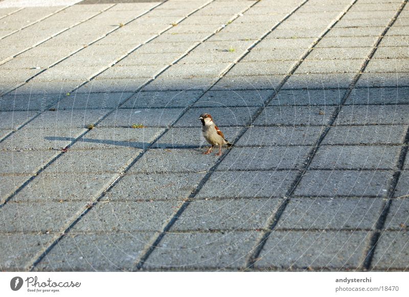 Piep Piep Piep, ich hab dich lieb! Vogel Tier Verkehr Spatz Bodenbelag Schatten laufen fliegen Flügel Bodenplatten