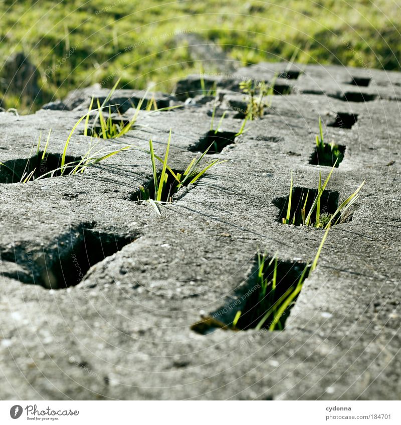 Gras über die Sache wachsen lassen Farbfoto Außenaufnahme Nahaufnahme Detailaufnahme Menschenleer Textfreiraum oben Textfreiraum unten Tag Licht Schatten