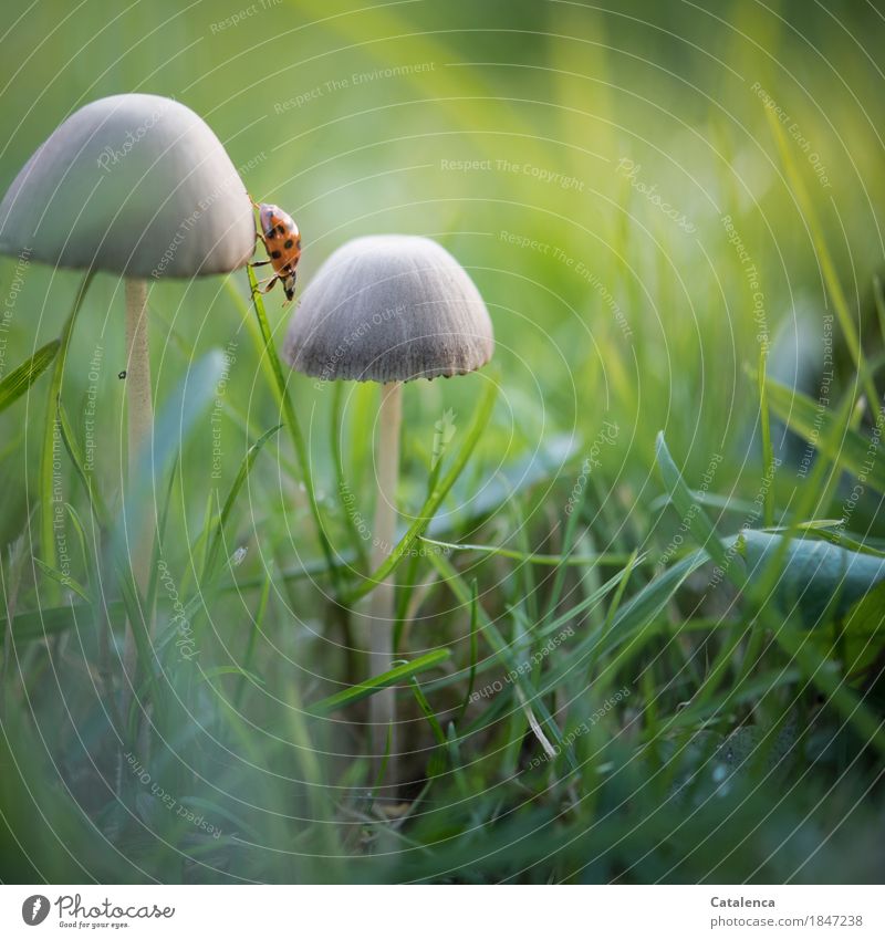 Übergang, Marienkäfer krabbelt von einem Pilz zum anderen Natur Pflanze Tier Herbst Gras Wiese Käfer Bewegung entdecken krabbeln ästhetisch braun grün orange