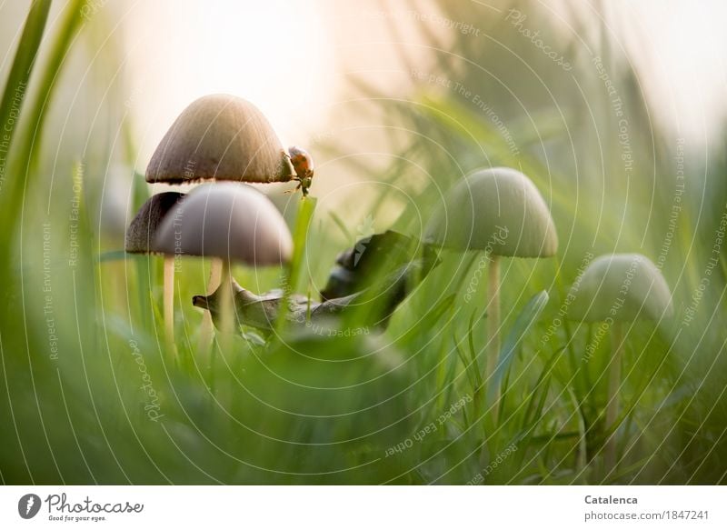 Pilzrand, Marienkäfer krabbelt auf Pilzhut Natur Pflanze Tier Wassertropfen Sonne Herbst Gras Wiese Käfer beobachten krabbeln schön braun grün orange silber