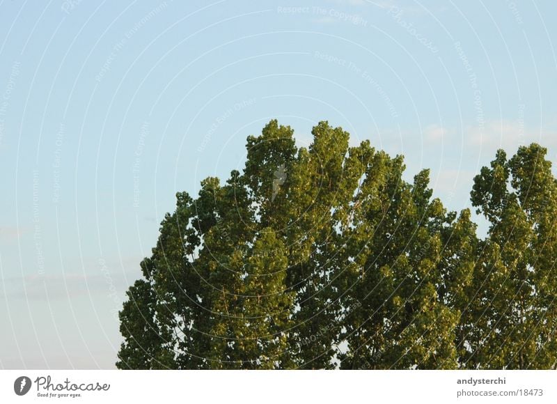 Krone Baum grün Himmel Baumkrone blau Spitze